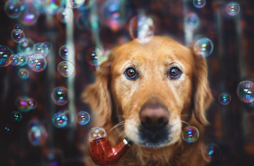 The Art of Pet Photography