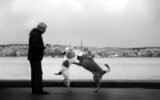 Adopting and Rescuing Pets 2