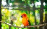 Keeping Exotic Pets