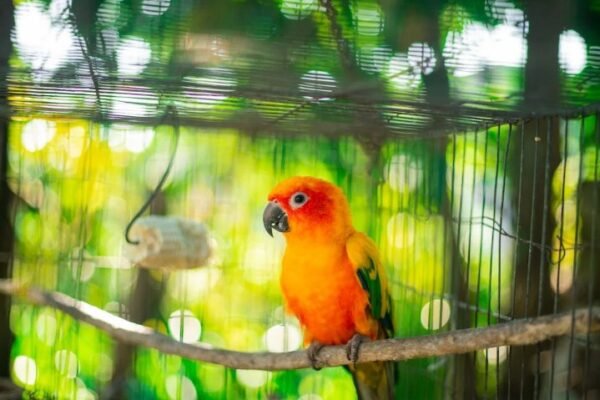 Keeping Exotic Pets