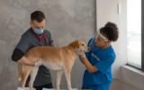 Pet-tential Health