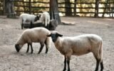 Understanding Therapy Animals