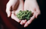 Best Cannabis Vaporizers