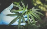 Cannabis Tinctures and Oils
