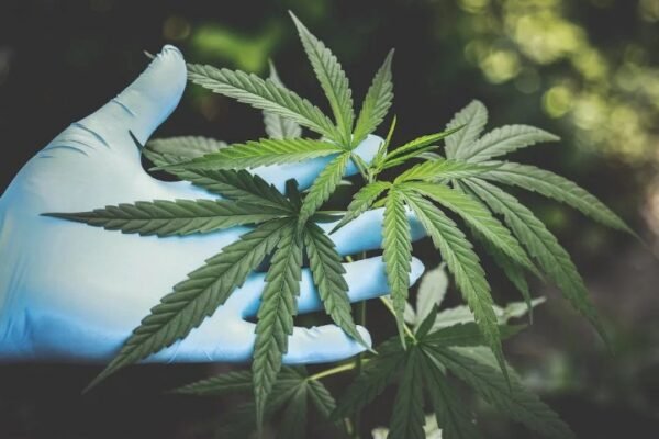 Cannabis Tinctures and Oils