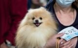 Introduction to Pet Insurance