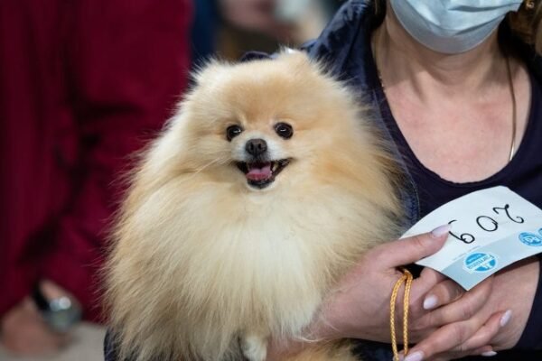Introduction to Pet Insurance