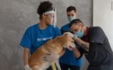 Pet First Aid