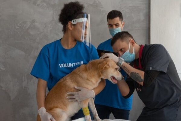 Pet First Aid