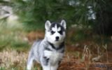 Pet Photography
