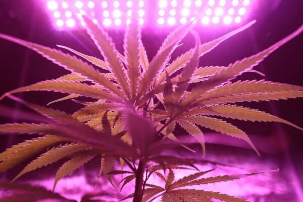 Cannabis Concentrates