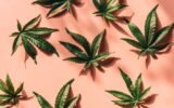 Cannabis Cultivation