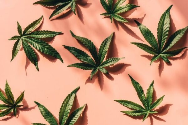 Cannabis Cultivation