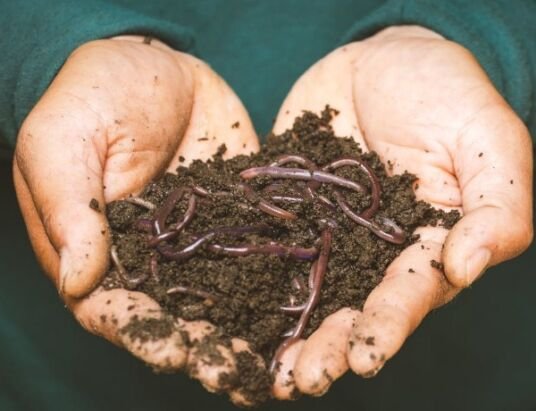 Composting and Soil Management