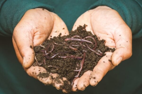 Composting and Soil Management