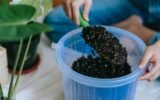Container Gardening