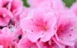 Flower Gardening