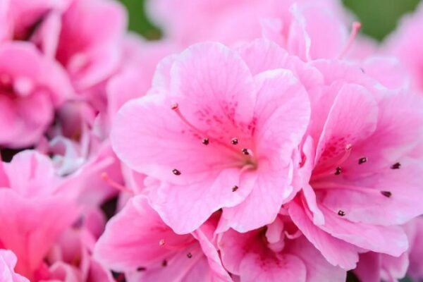 Flower Gardening