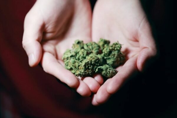 Regulations of Cannabis