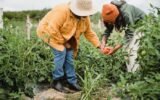 Vegetable Gardening