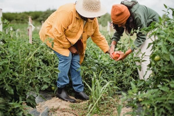 Vegetable Gardening