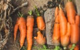 into Sustainable Gardening Practices.