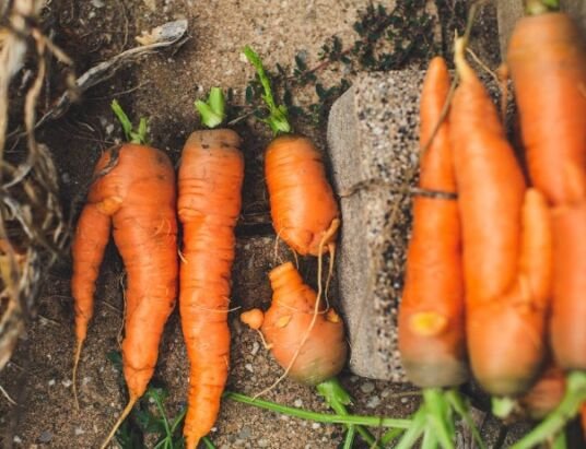 into Sustainable Gardening Practices.