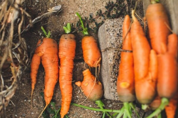 into Sustainable Gardening Practices.