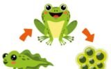Life Cycle of a Frog Clipart