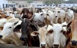 What Do Cows Hate