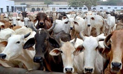 What Do Cows Hate?