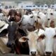 What Do Cows Hate?