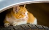 Are Tires Toxic to Cats