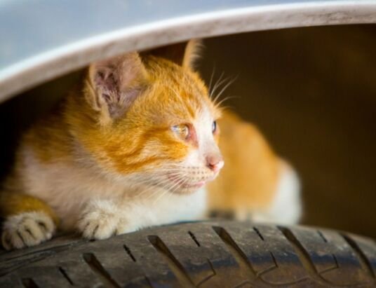 Are Tires Toxic to Cats