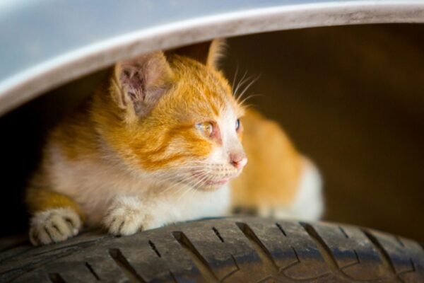 Are Tires Toxic to Cats