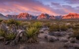 Benefits of Living in the Desert