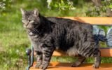 How Much Do Manx Cats Cost