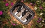 How To Raise Sprinkler Valve Box