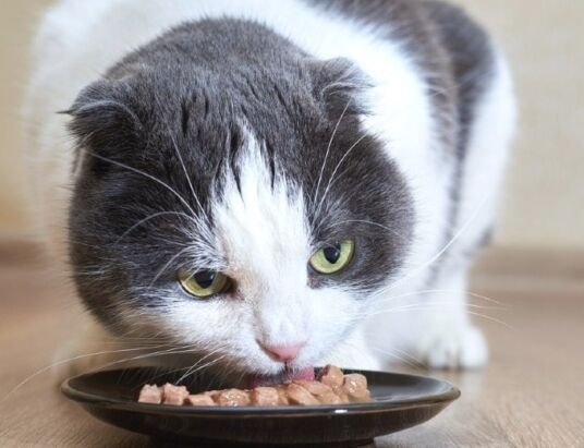 How to Make Cat Food Softer