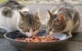 How to Moisten Dry Cat Food