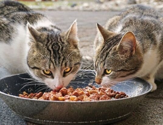 How to Moisten Dry Cat Food