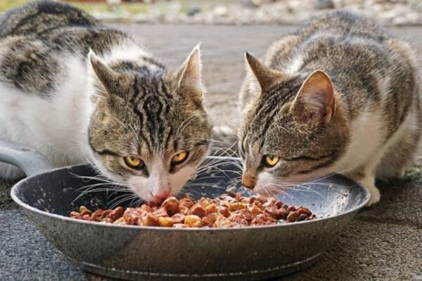 How to Moisten Dry Cat Food