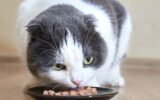 How to Soften Dry Cat Food