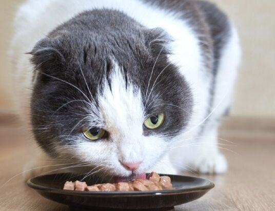 How to Soften Dry Cat Food