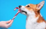 Can Dogs Eat Peppermint Candy