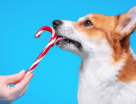 Can Dogs Eat Peppermint Candy