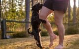 Can Dogs Get Sexually Attracted to Humans