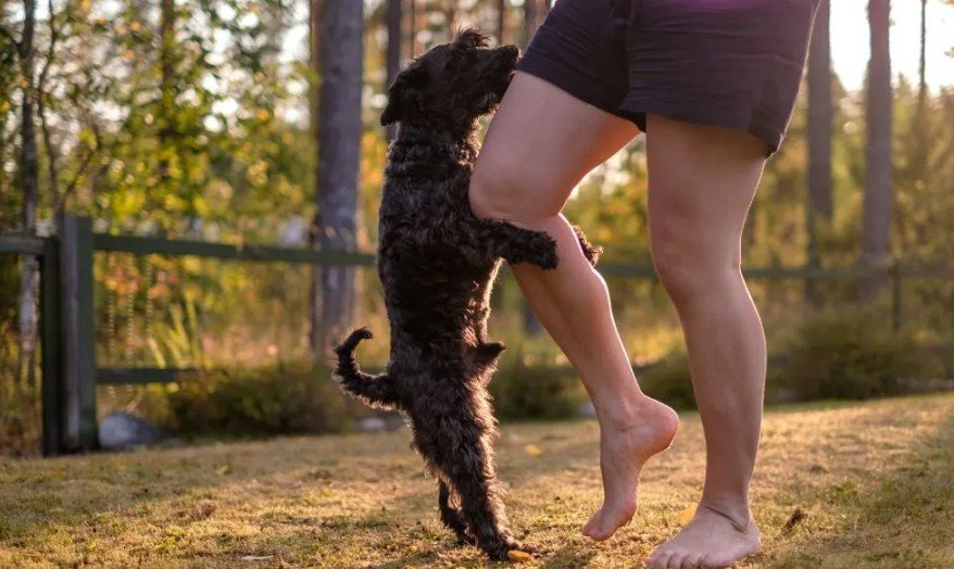 Can Dogs Get Sexually Attracted to Humans