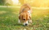 Can Dogs Sense Negative Energy