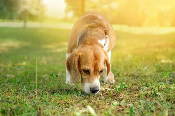 Can Dogs Sense Negative Energy